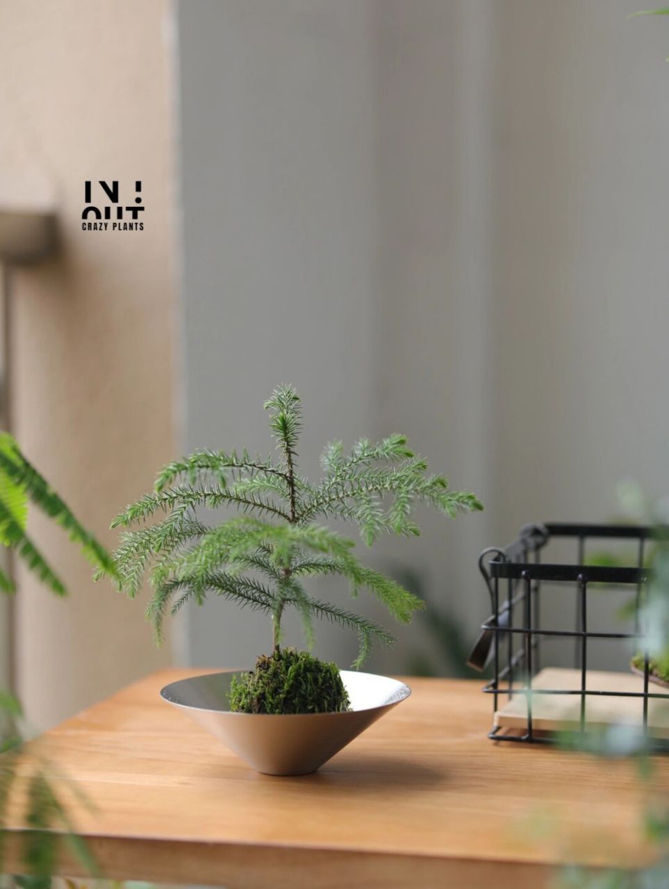 南洋松苔藓球微景观桌面盆栽 把冬天的圣诞树装进夏天里,南洋杉可咸可