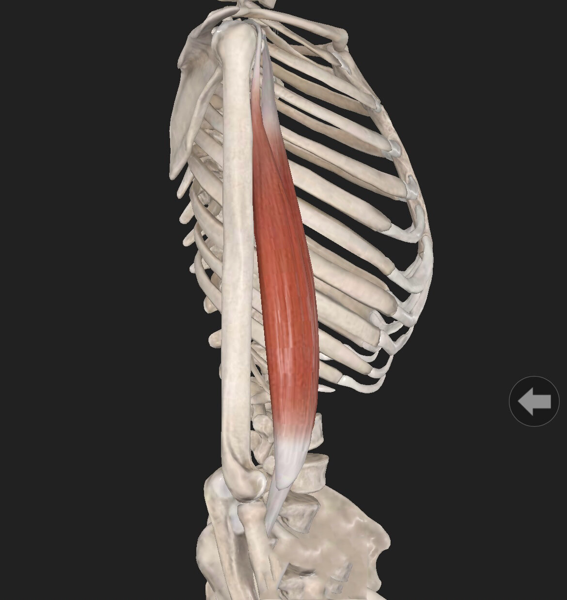 每日认识一块常用肌肉【肱二头肌】 肱二头肌 【定义】肱二头肌有长