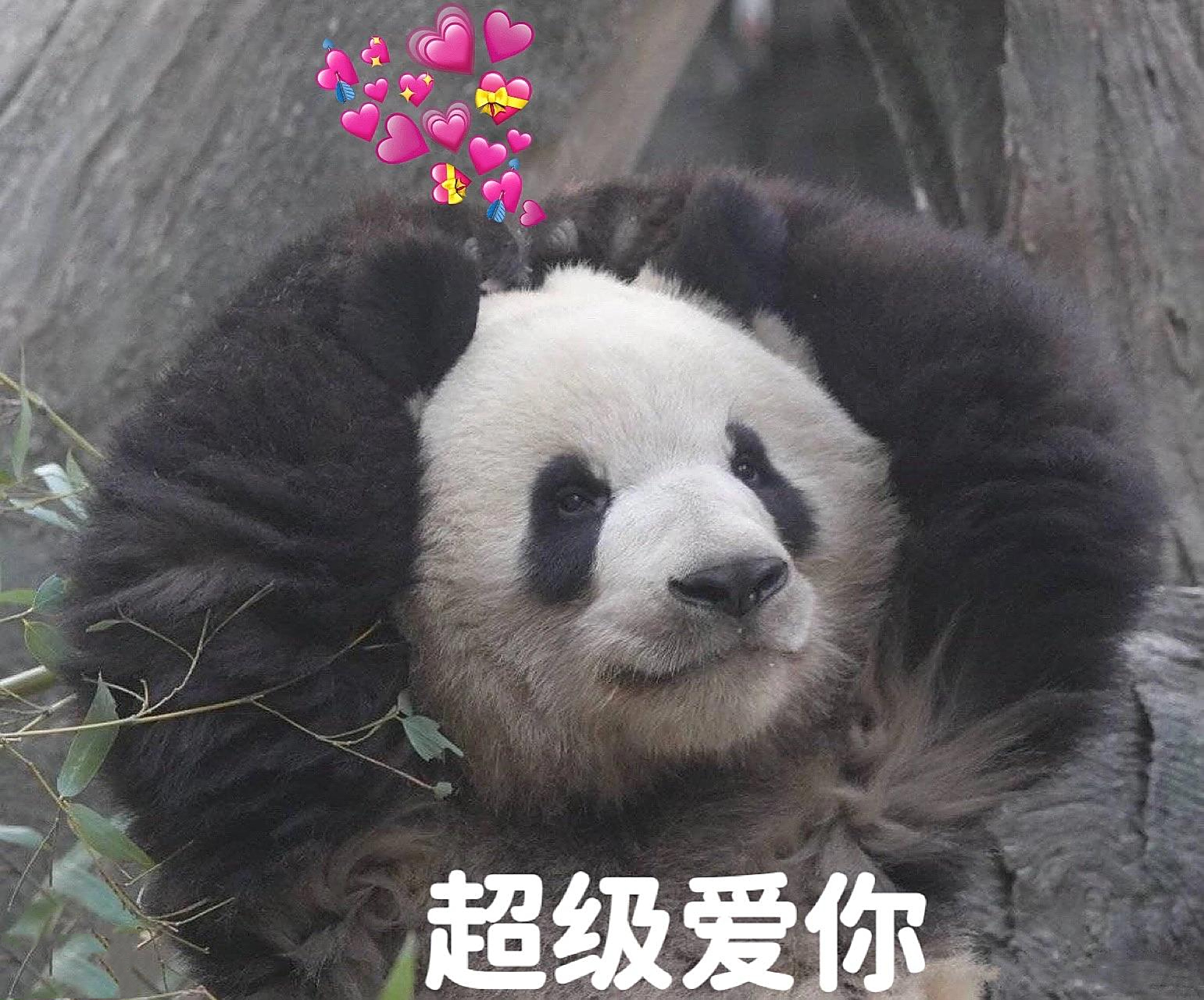 大熊猫萌兰|么么儿表情包97