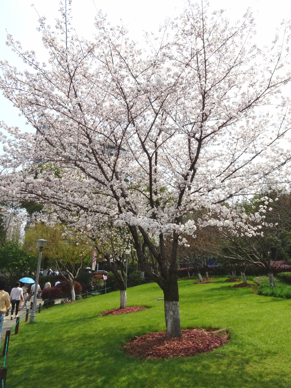 "樱花",拍摄于瓜渚湖.