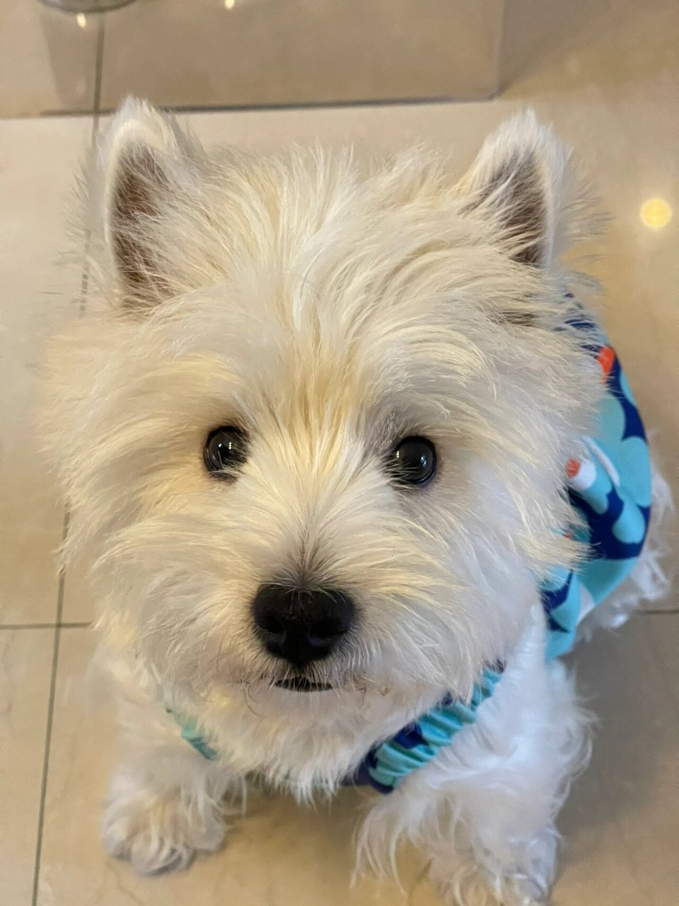 我的小狗怎么长不大呀06 2岁半了还长得一副小奶狗的样子