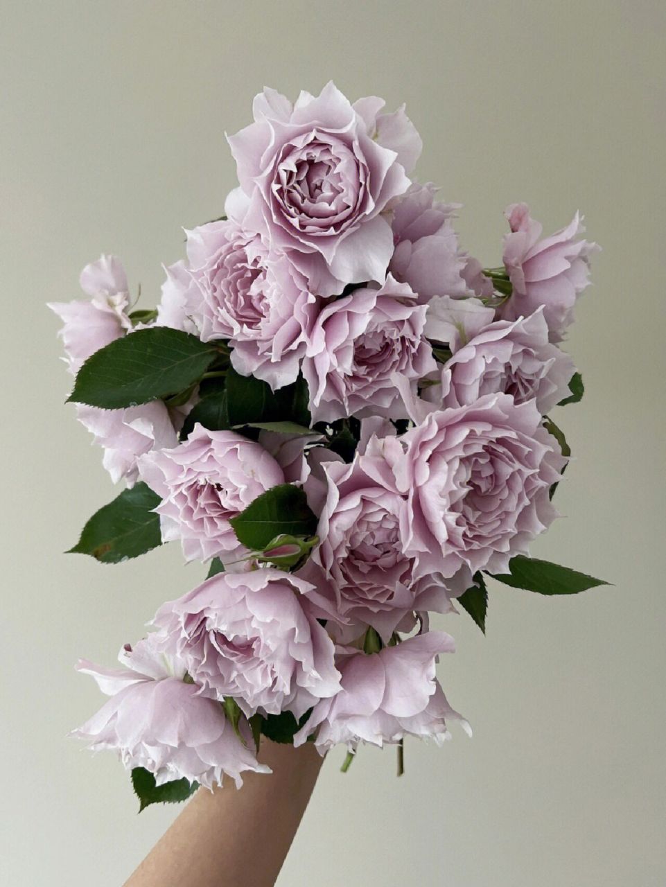 幻紫优缺点 月季"幻紫"丰花灌木月季,高度80-120厘米,花朵8厘米以上