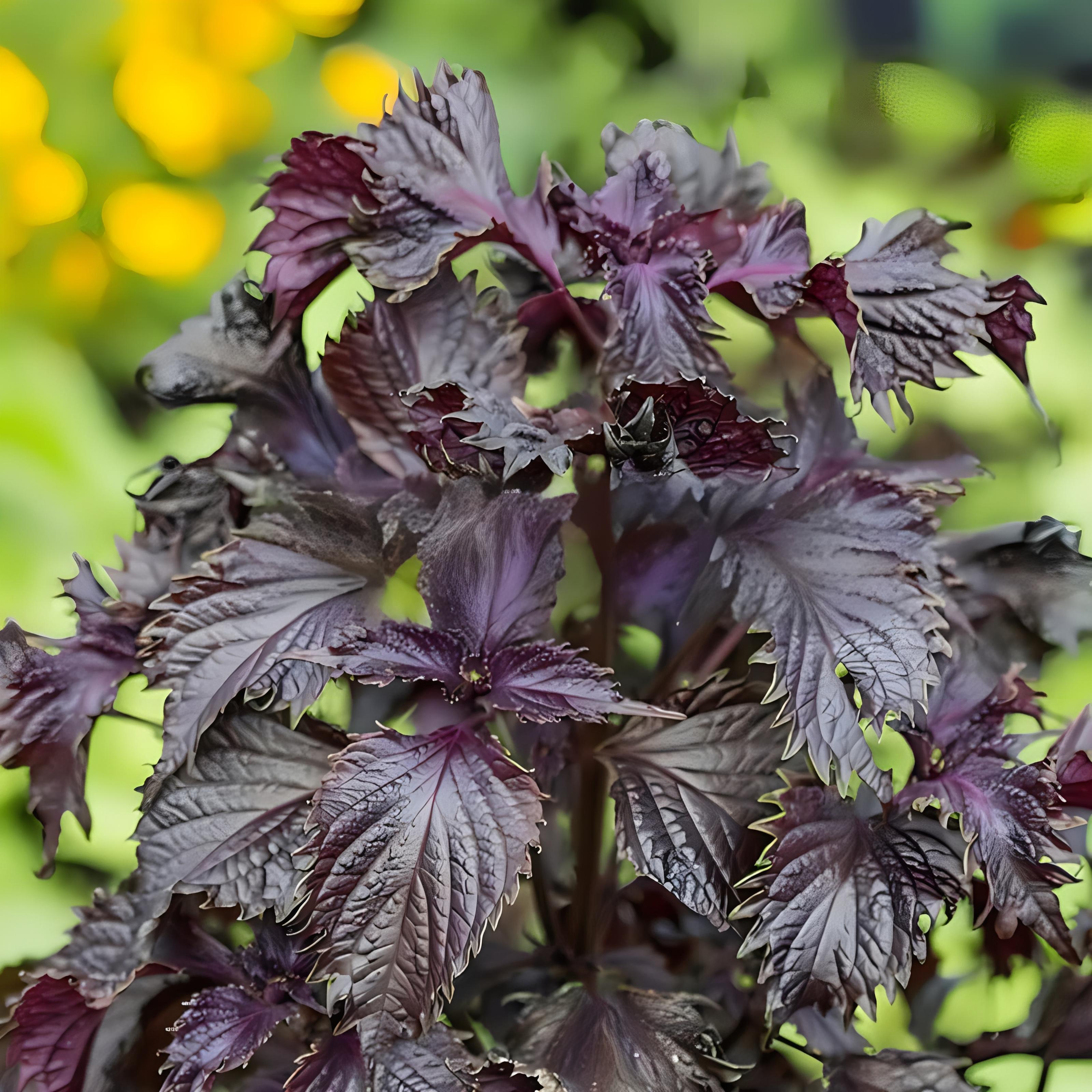 苏子的叶子可以食用,常被用于制作寿司,沙拉等菜肴,为食物增添独特的