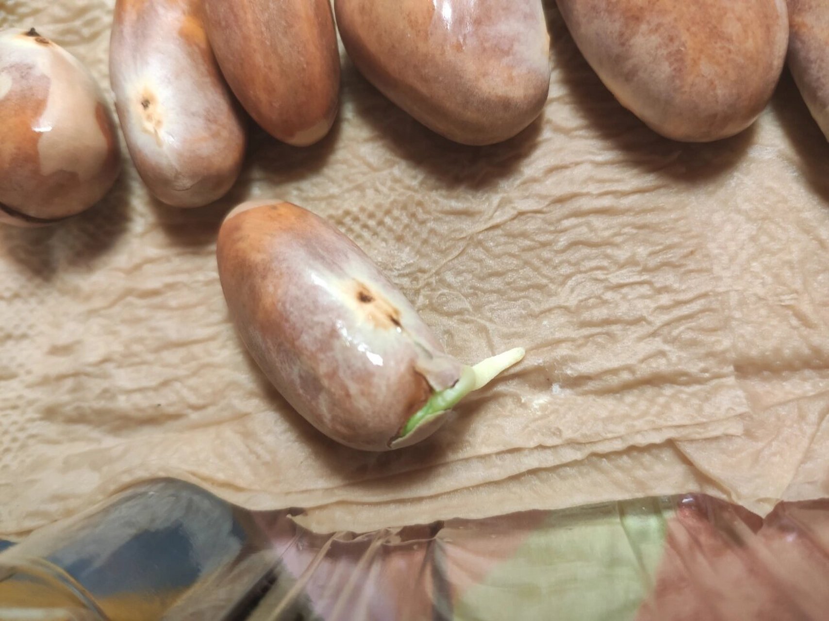 菠萝蜜核竟然发芽了 之前超喜欢吃菠萝蜜就抱着玩的心态想种它,这么多