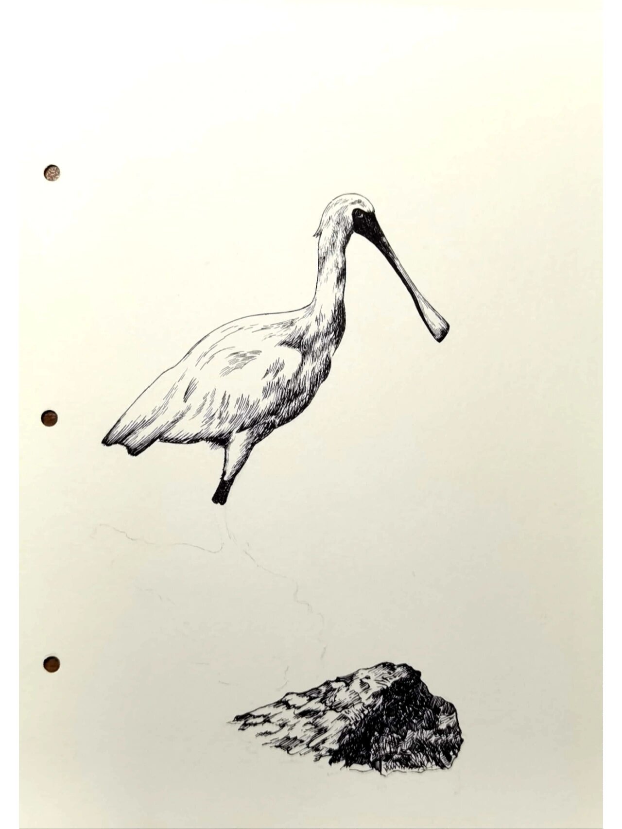 钢笔画练习～黑脸琵鹭