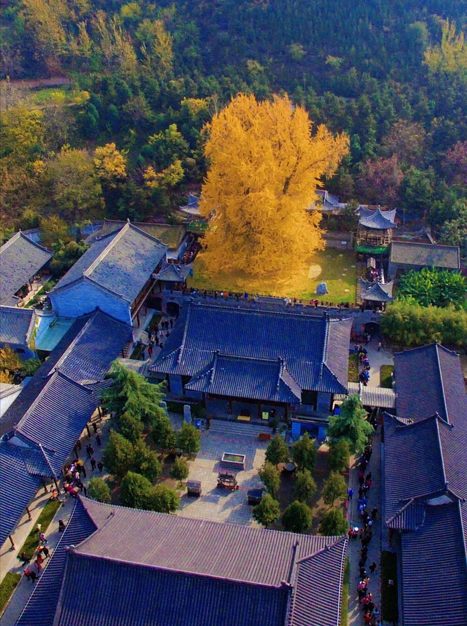 西安·古观音禅寺|1400岁的银杏树 西安市区周边有一座千年古寺,据传