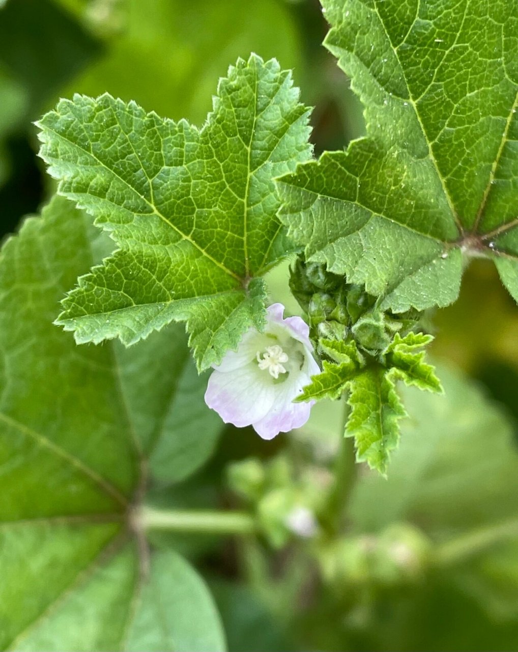 开花的冬葵 又名野葵,种植的农作物,今天拍摄
