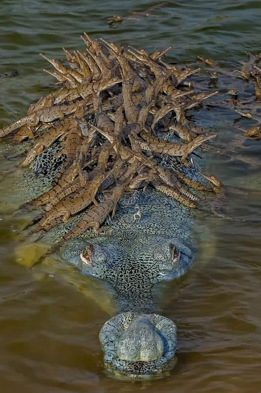 鳄鱼宝宝和鳄鱼妈妈自然界