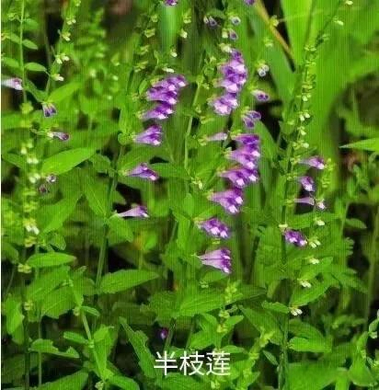 看见一种叫肿瘤之王草药,名叫半枝莲,韩信草;是一种特别的草药!