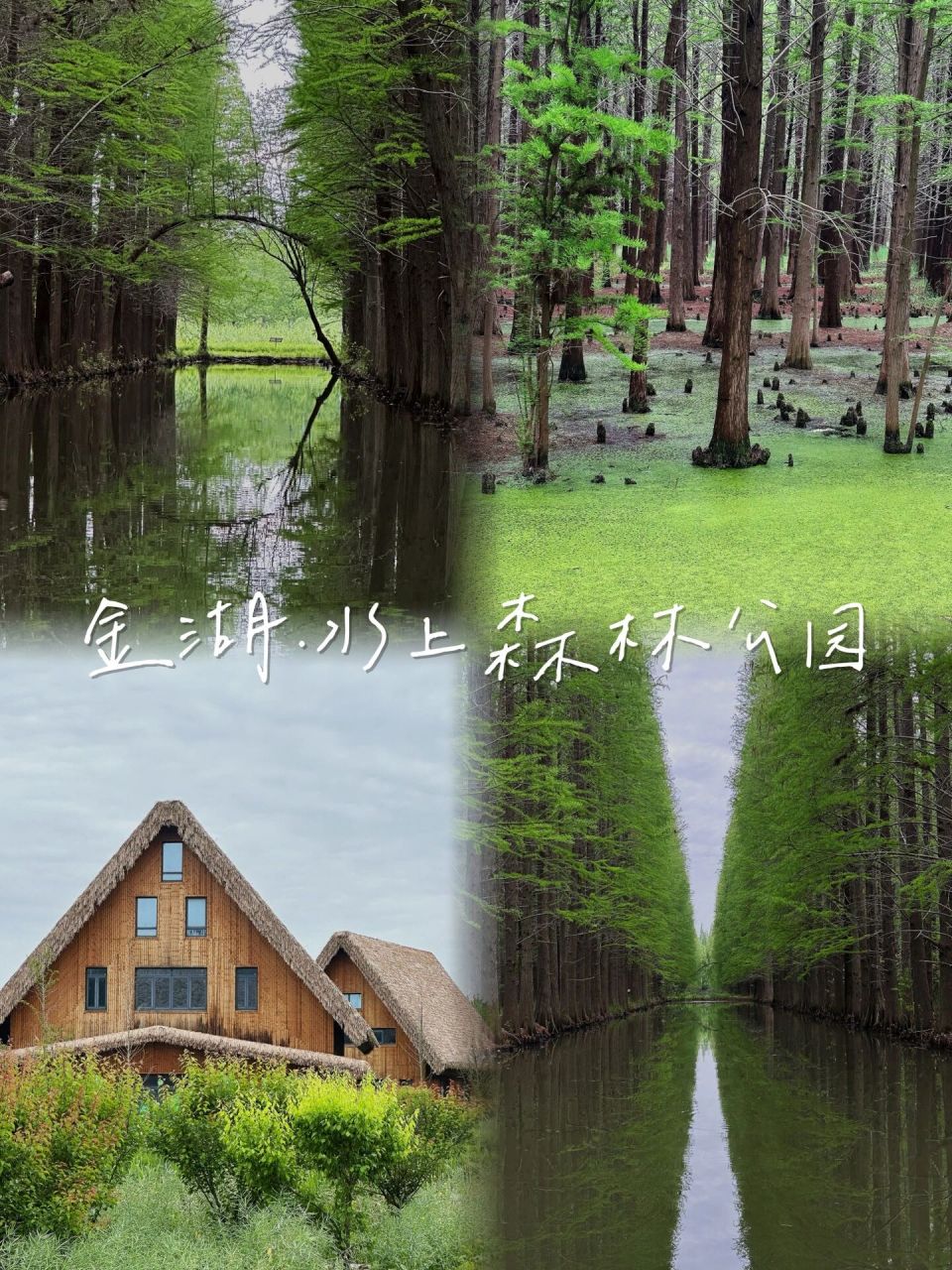 淮安|金湖水上森林公园🌳在大自然尽情吸氧 坐在竹筏上 这一刻满眼