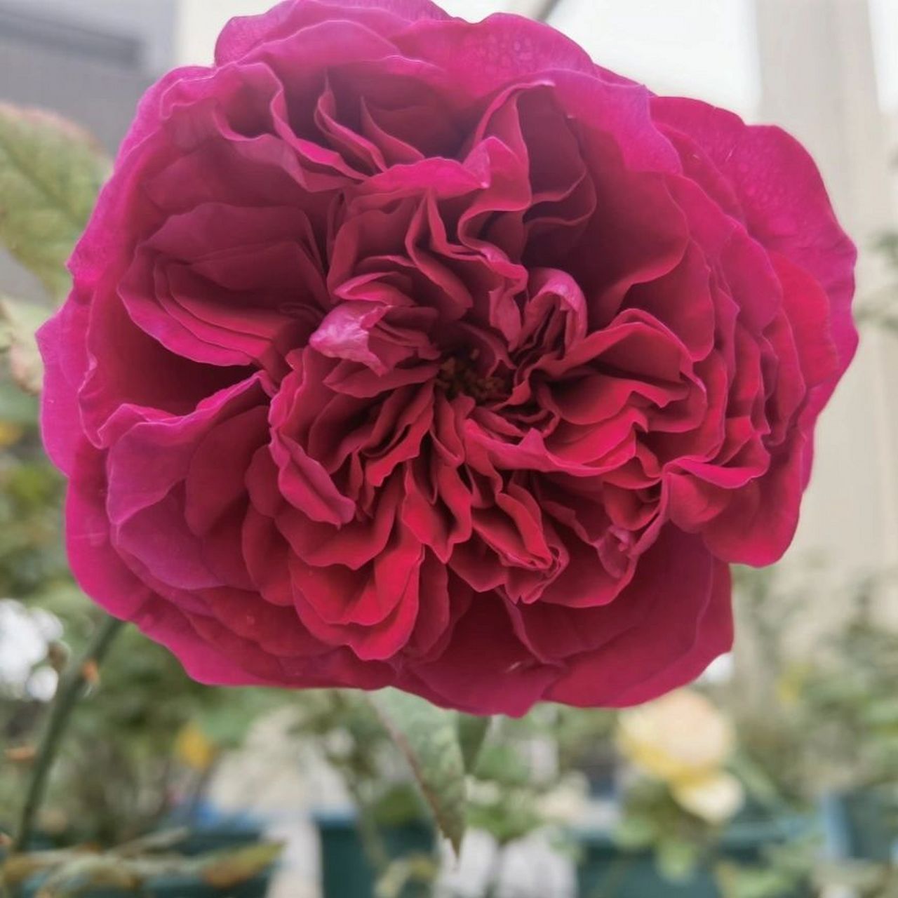 皇家胭脂 皇家胭脂(rouge  royale) 这是一款暗红色茶香型月季,由法国