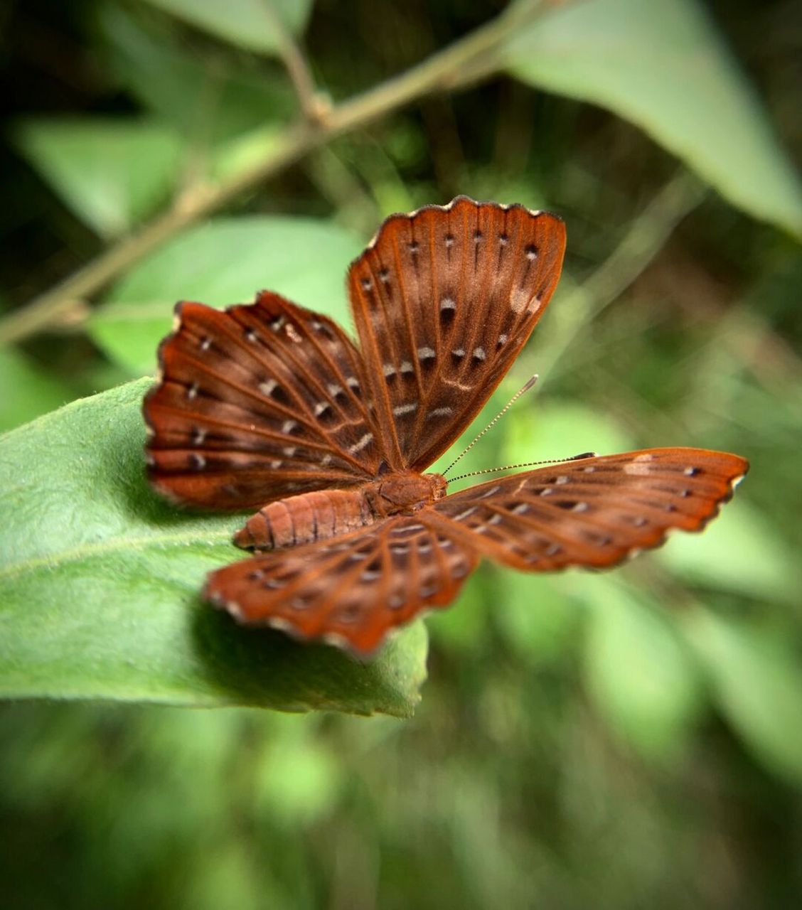 草从中的精灵～ 一些在南宁市区生活的昆虫们[爱你]#螳螂# #昆虫