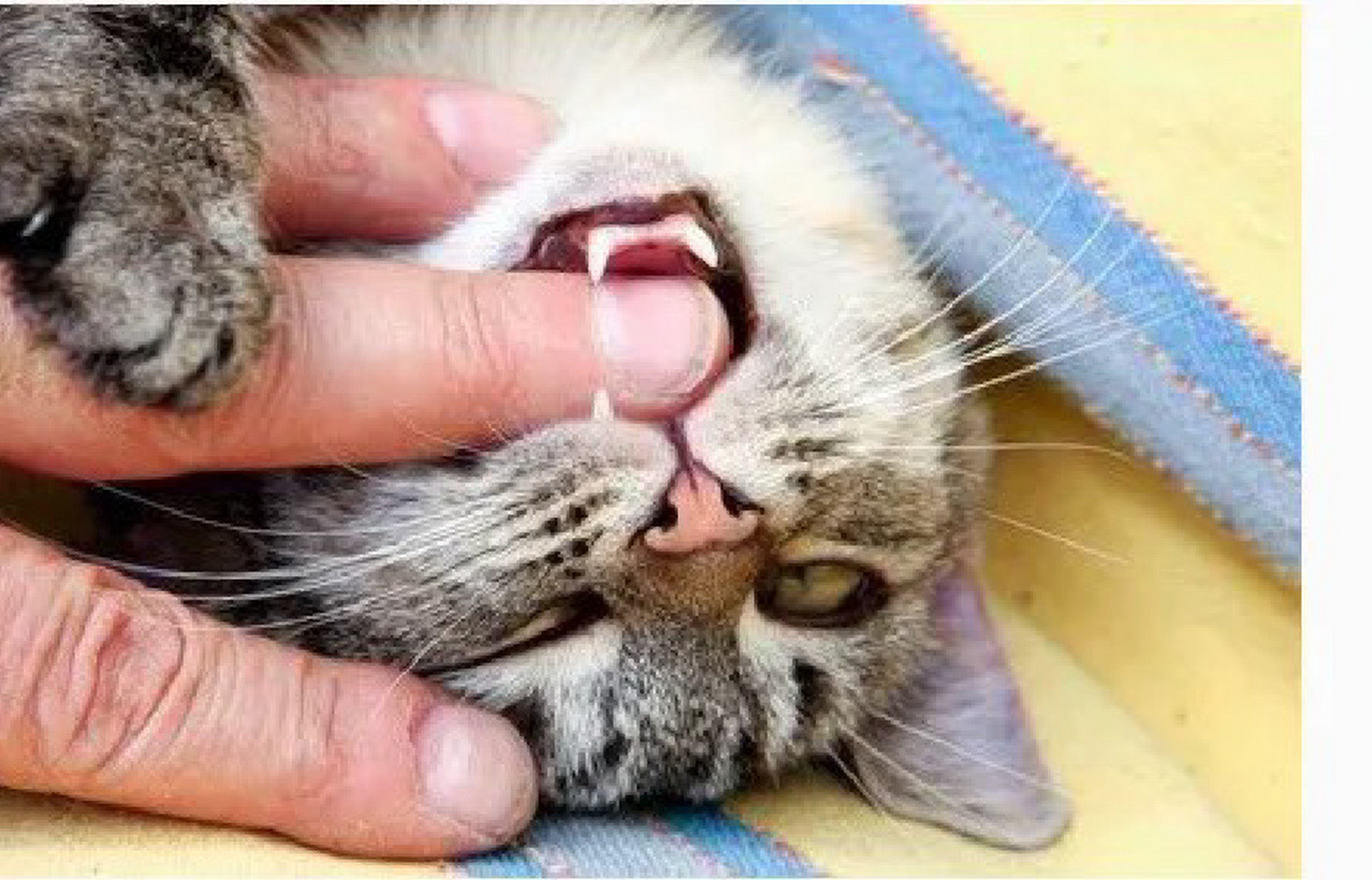 猫咪真咬和假咬区别 判断猫咪真咬还是假咬的方式很简单,如果猫咪咬人