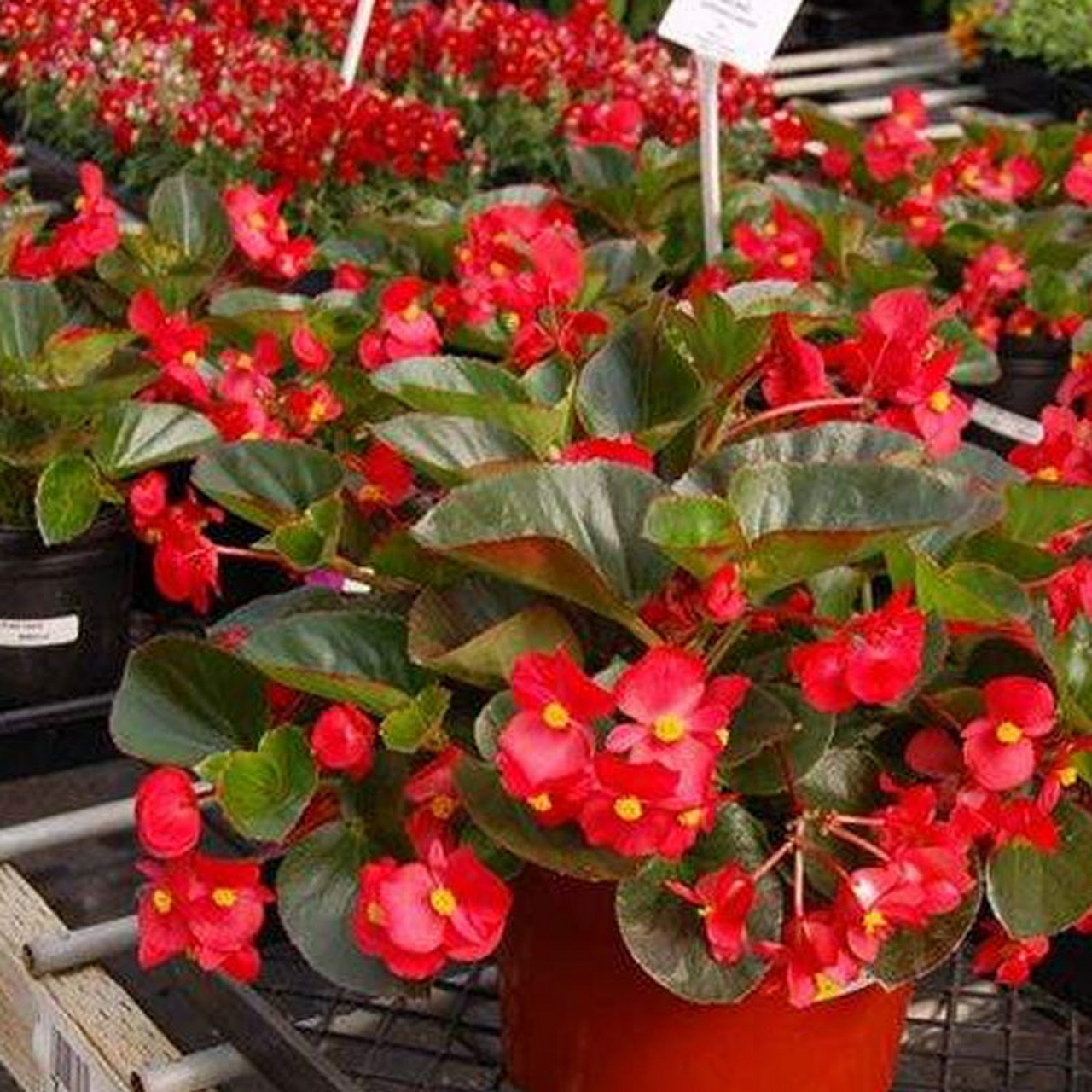 夏天主角大花海棠 大花海棠,叶片为心形,花色亮艳,花朵大.