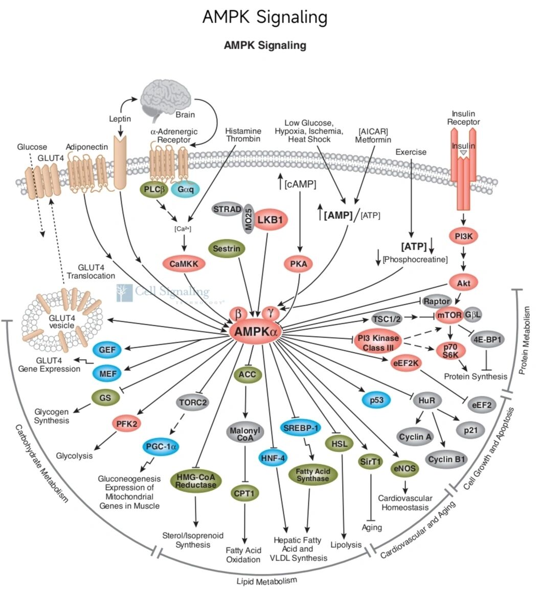 AMPK通路图片