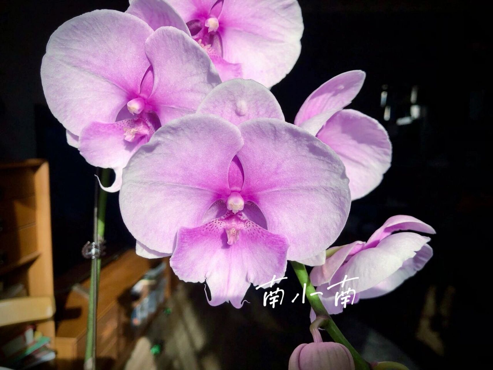 蝴蝶兰 粉色迷雾2127 粉色迷雾 仙气爆棚的仙女下凡