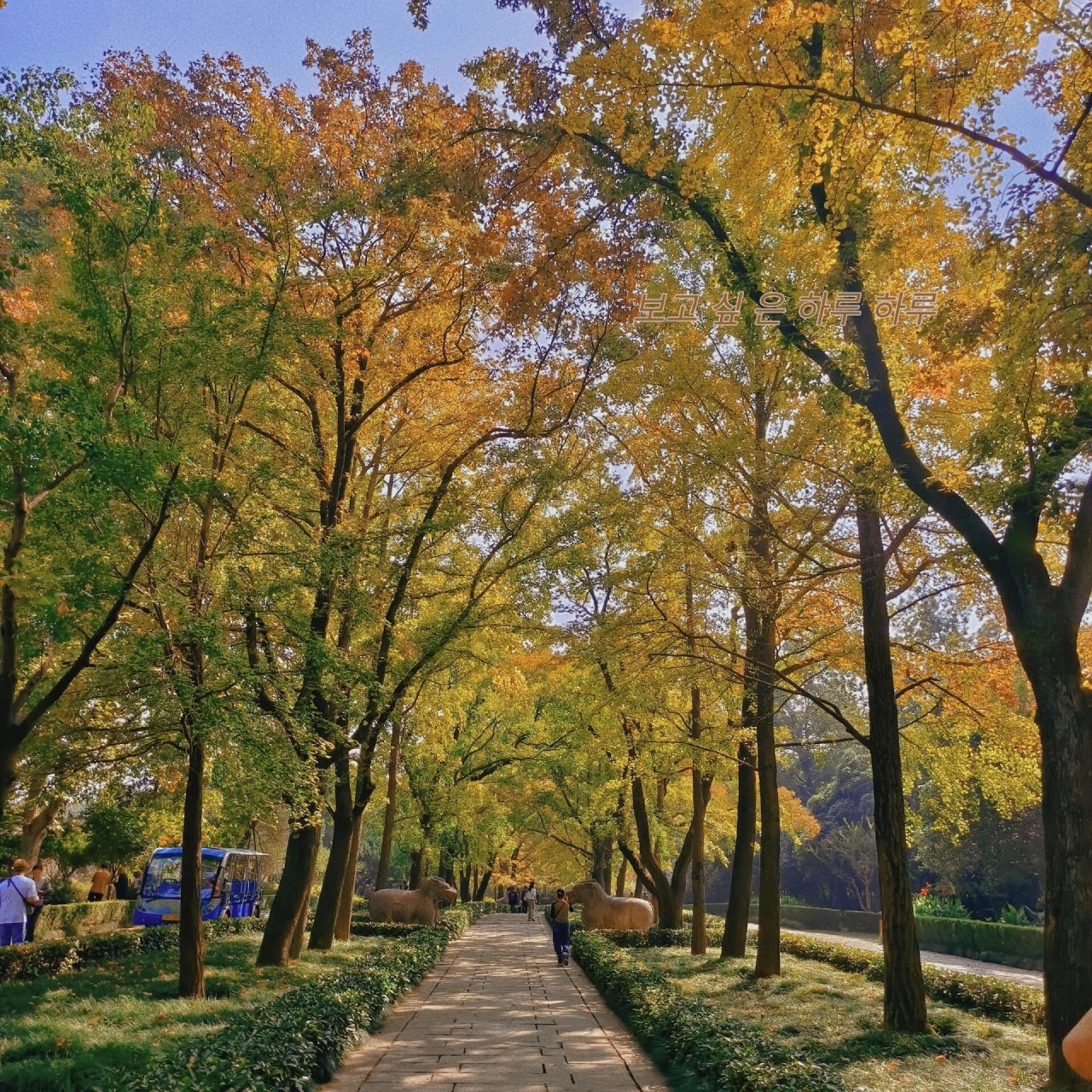 南京中山公园的秋天 很有历史底蕴的一个公园,环境优美舒适,溜娃的好