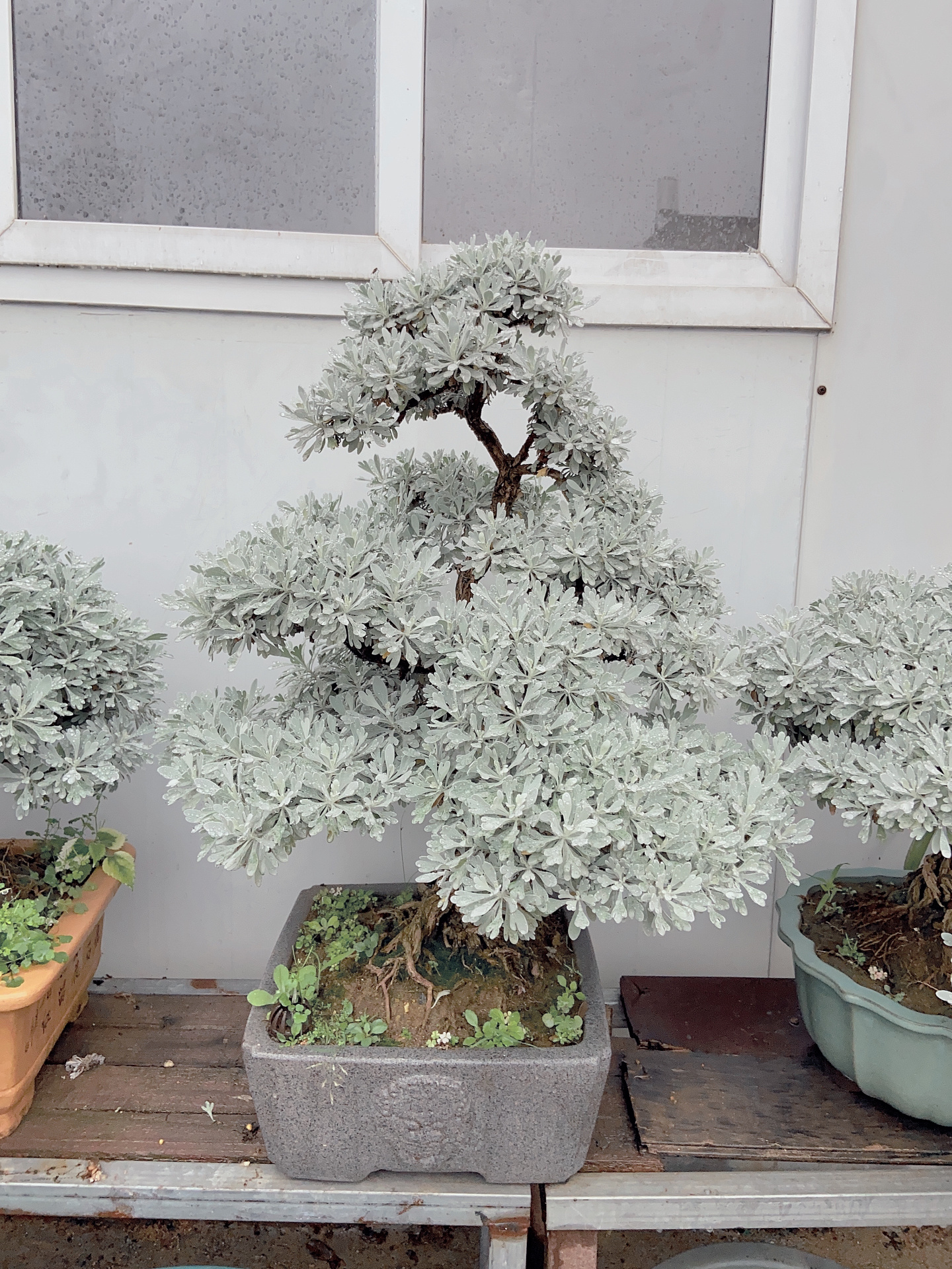 上图为11月初和今天修正后的对比～芙蓉菊 雪艾 盆景 中式盆景 盆栽