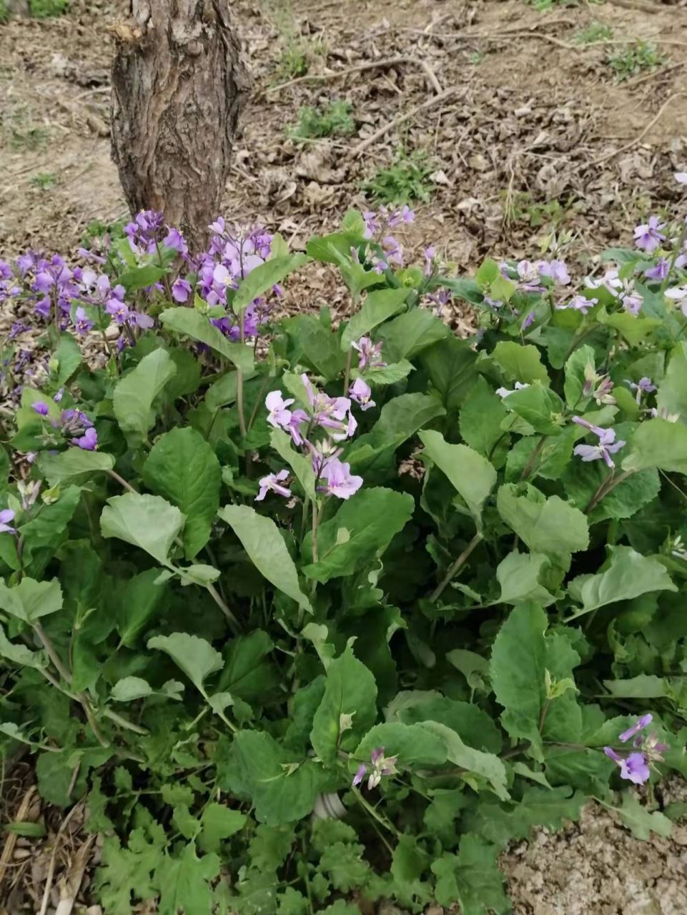 诸葛菜又见二月兰,大家吃过吗?