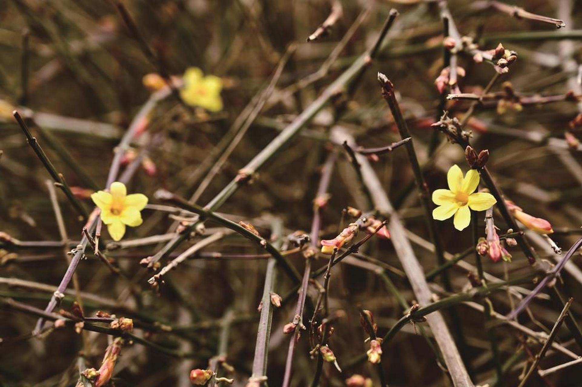 图为记者在市区游园拍摄的迎春花.邯郸新闻传媒中心记者邱勇慧 摄