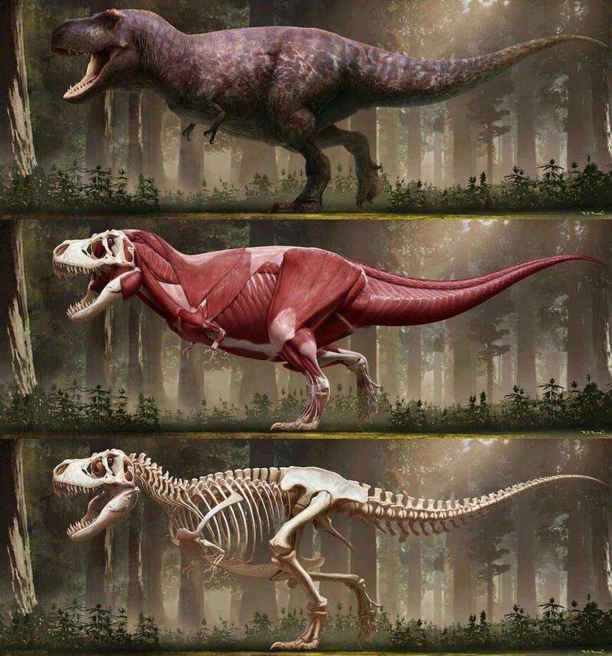 恐龙图鉴 物种:雷克斯暴龙(又叫霸王龙) 年代:晚白垩纪 体型:11~13m 8