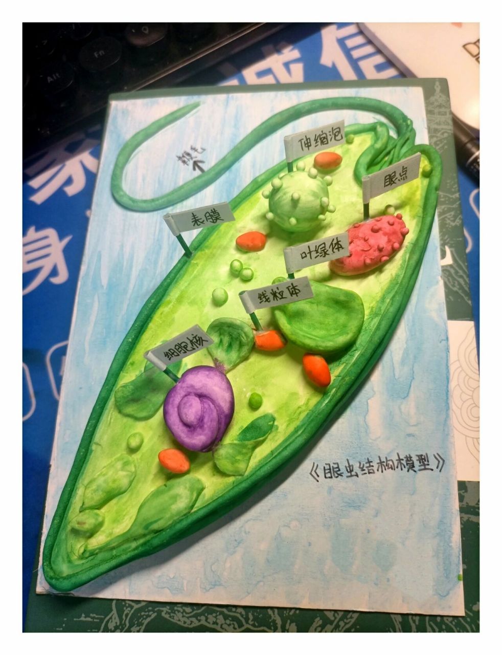 眼虫结构模型 自制简易模型    	 补充:用的白色轻型黏土做模型,固态