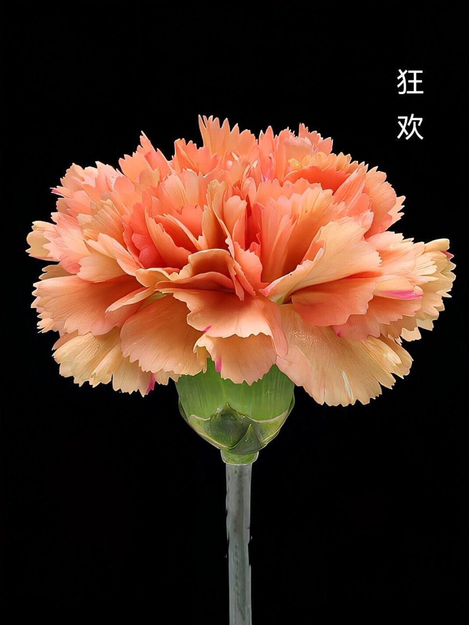 九种稀有花色康乃馨,颠覆你对它的刻板印象 94康乃馨花语:热情,魅力