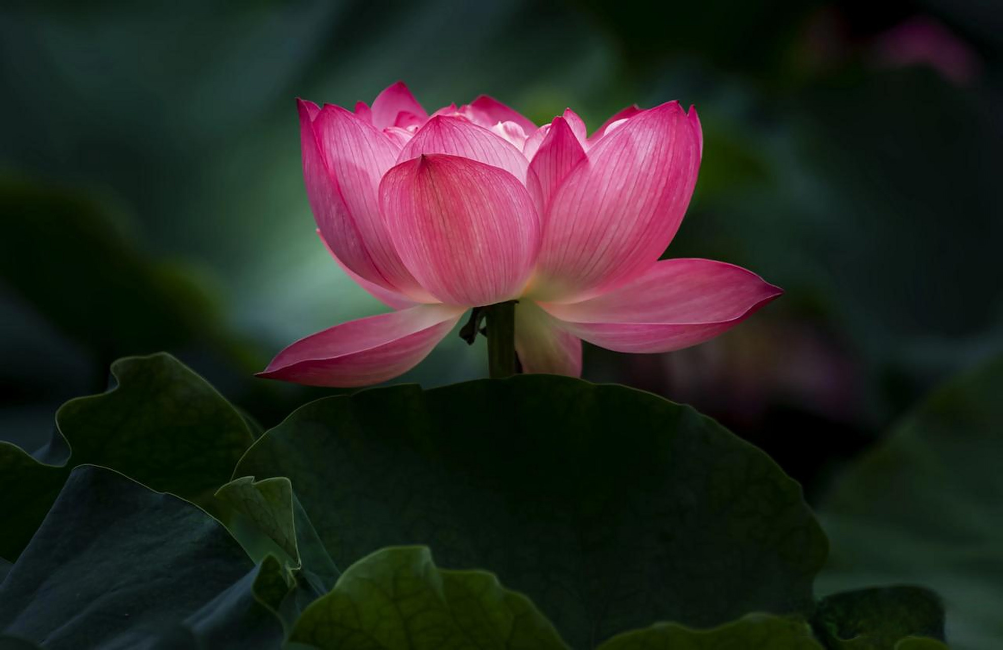 成都生活 看取莲花净,应知不染心!