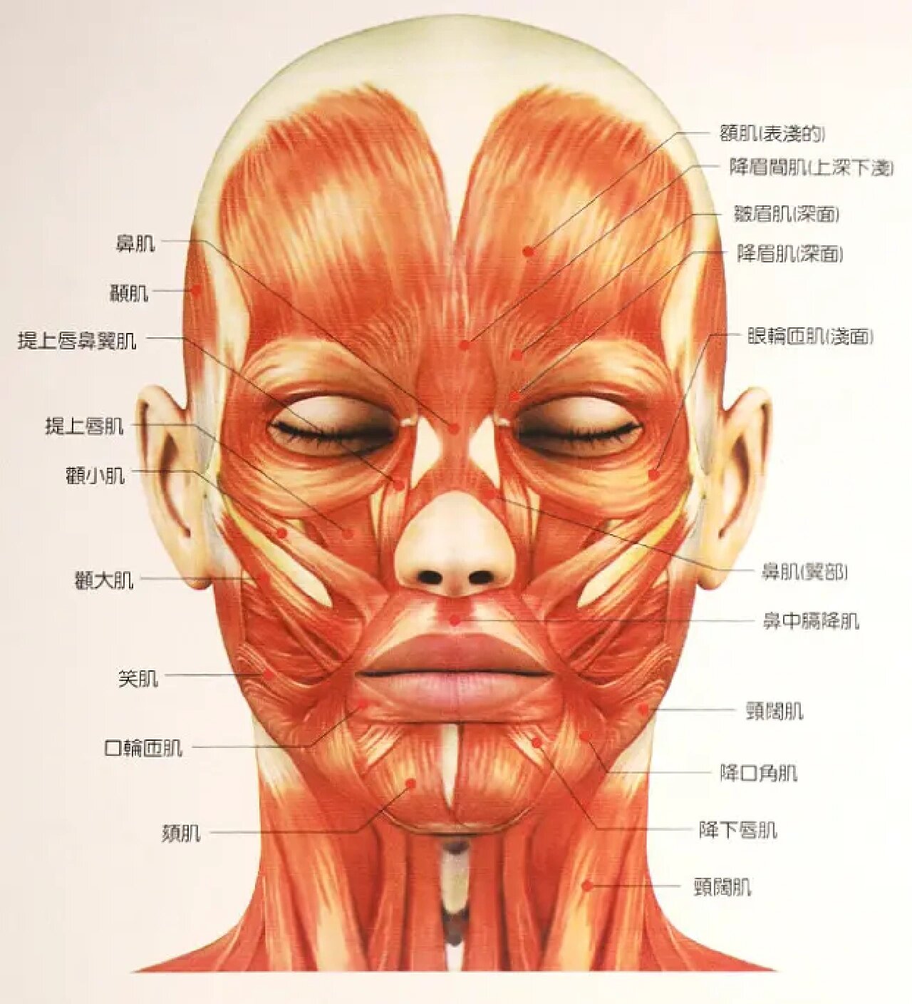 92面肌  ①颅顶肌=枕额肌=枕肌 额肌 帽状腱膜