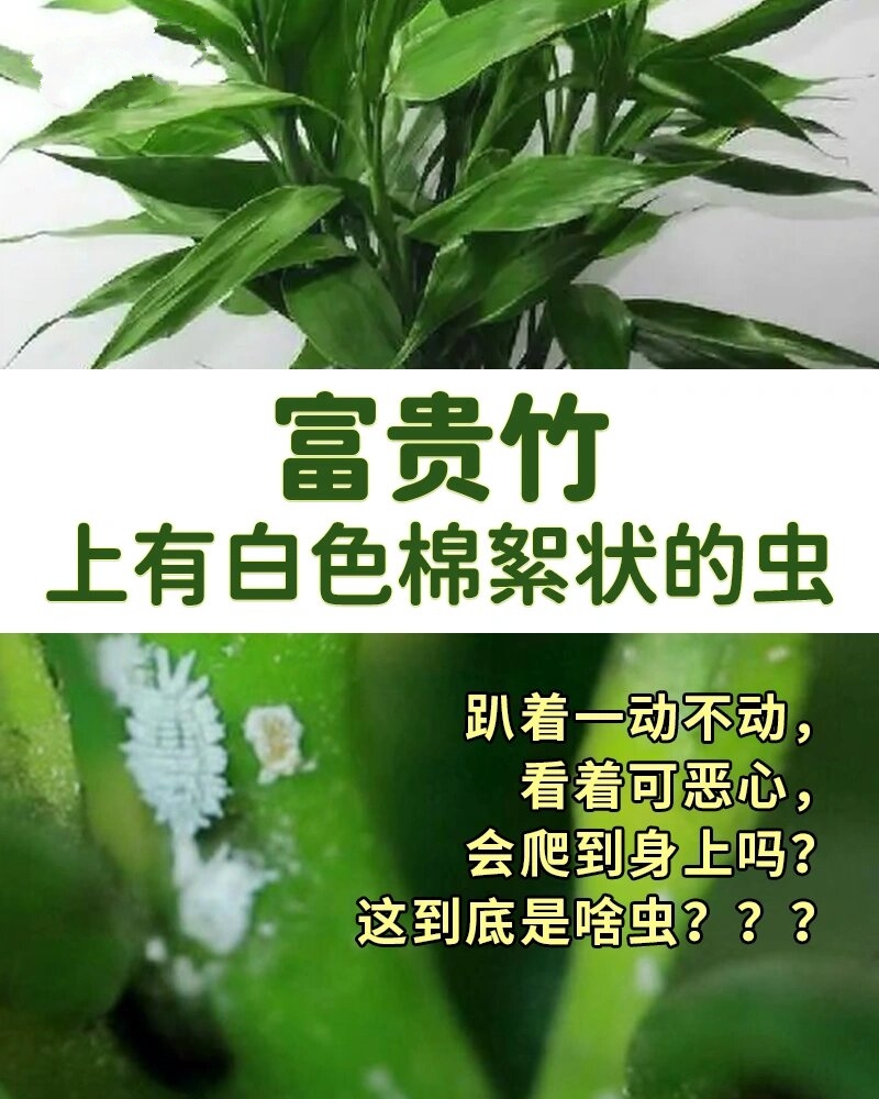 富贵竹身上长满白色虫图片