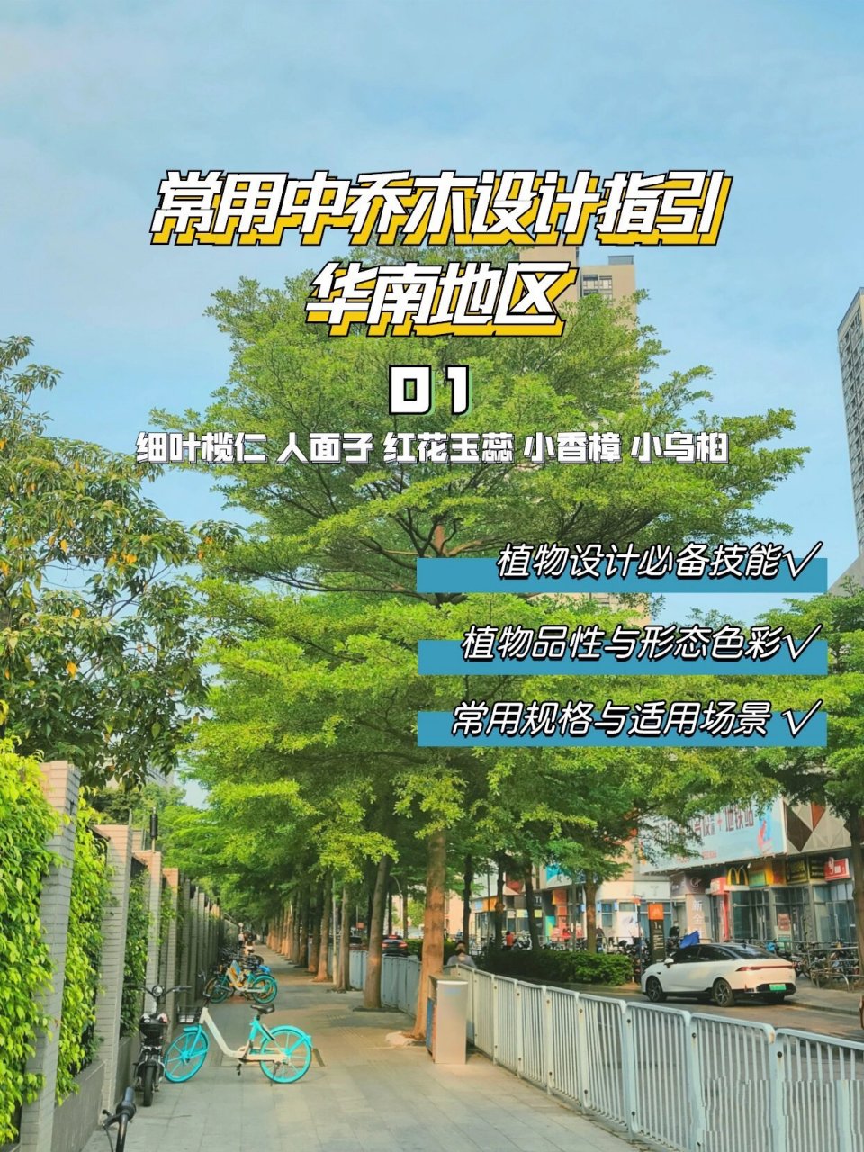 【华南地区】常用中乔木设计指引01 本期介绍:细叶榄仁 人面子 红花