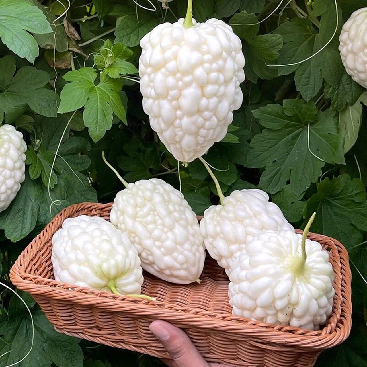 高颜值生吃型苦瓜,苦瓜界的"天花板":苹       苹果苦瓜,外观精美,色