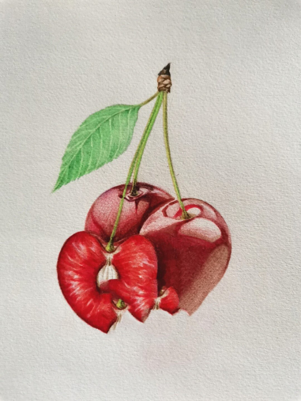 水果篇——樱桃彩铅画教程 樱桃(学名:cerasus spp.