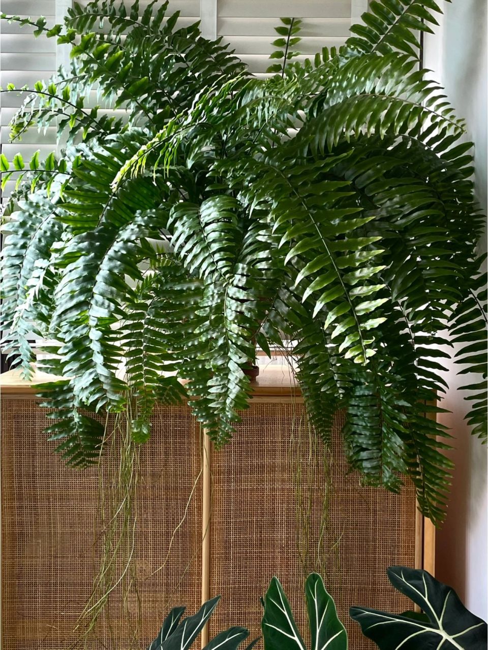 养了3年的霸王蕨,超详细养护笔记 冠幅快有1.