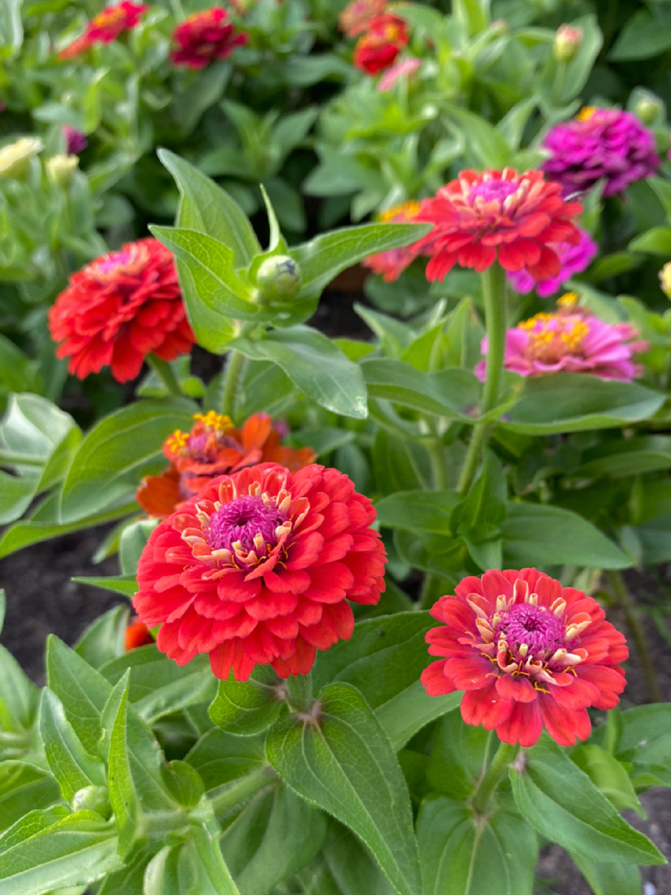 百日菊 百日菊属(学名:zinnia)是菊科下的一个属, 为一年生或多年生