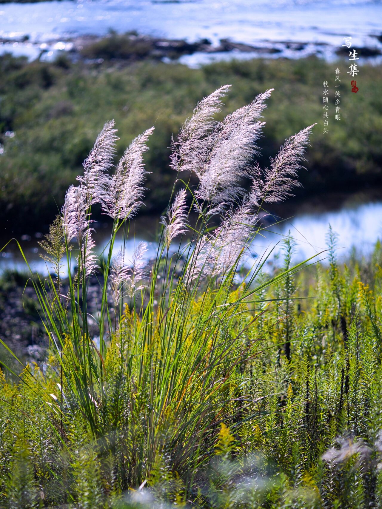 河边的巴茅草|写生集 春风一笑多青眼, 秋水随心共白头.