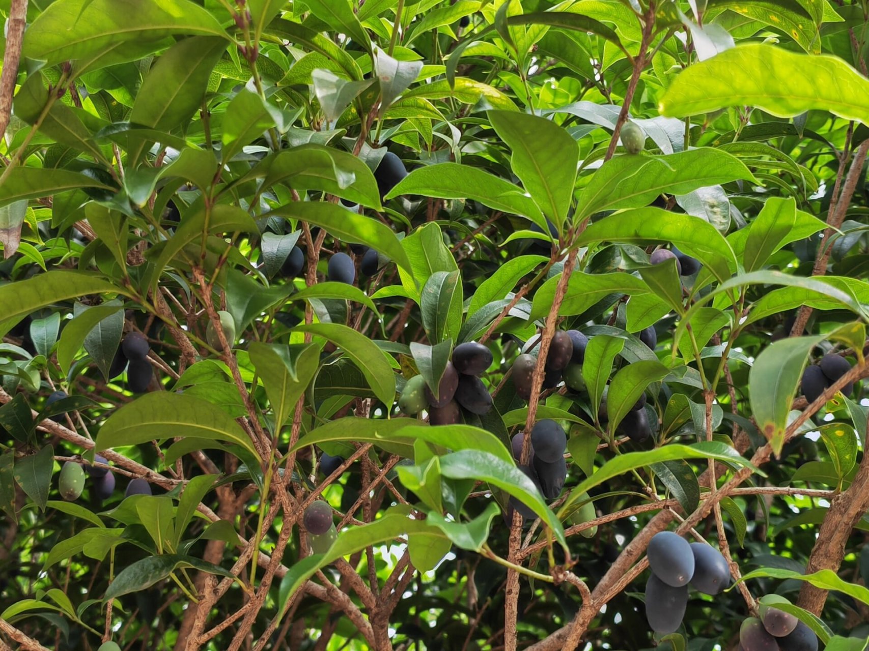 桂子 桂花果实能拿来干什么?