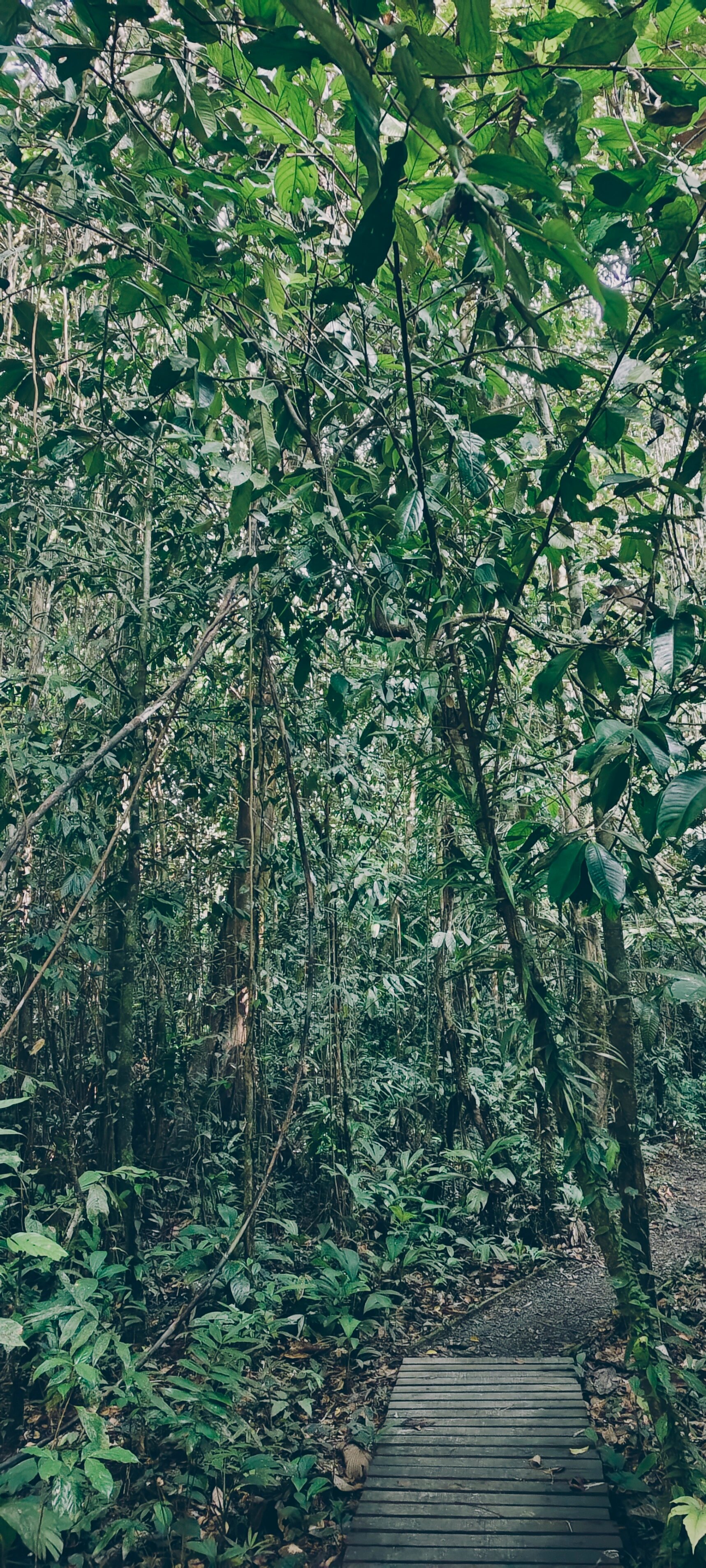 婆罗洲热带雨林