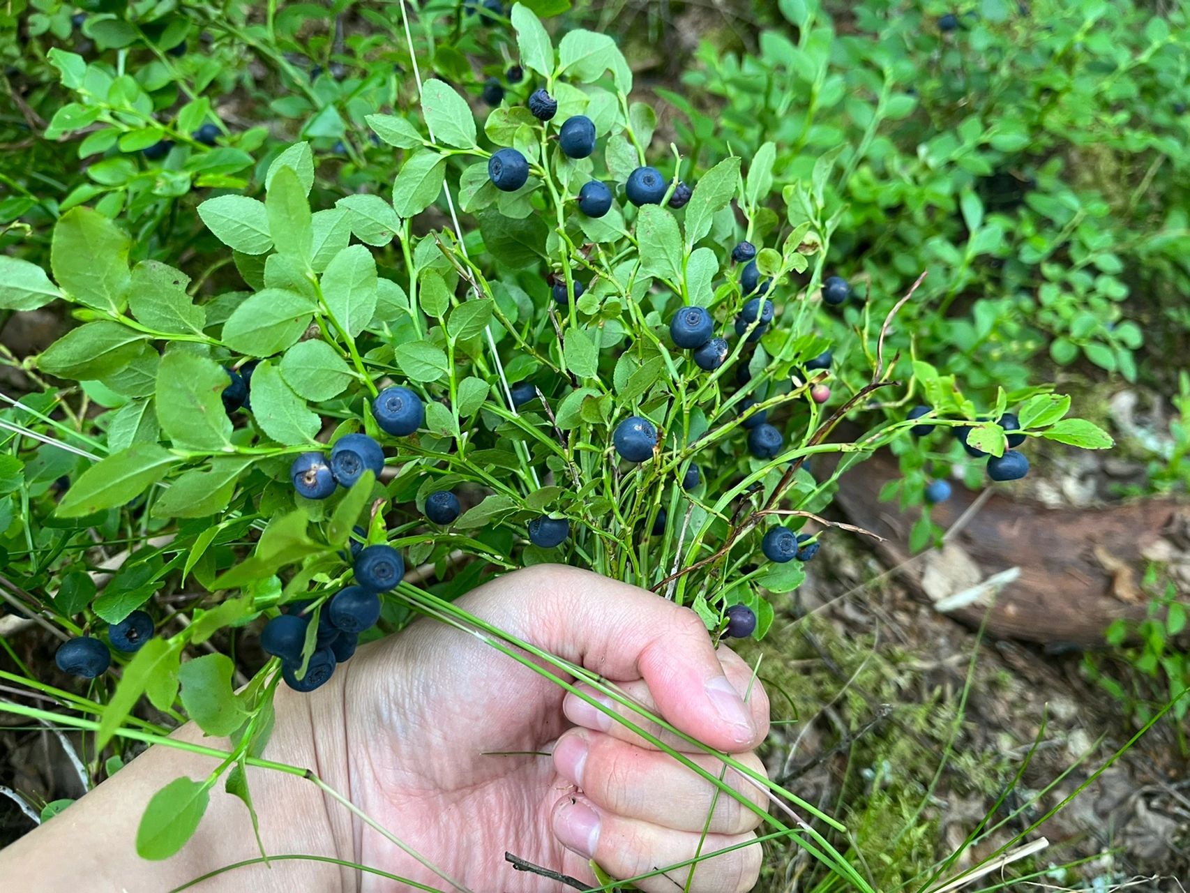 今年的野蓝莓大丰收了  昨天看到超市门口卖野蓝莓了 7欧一斤 就是49