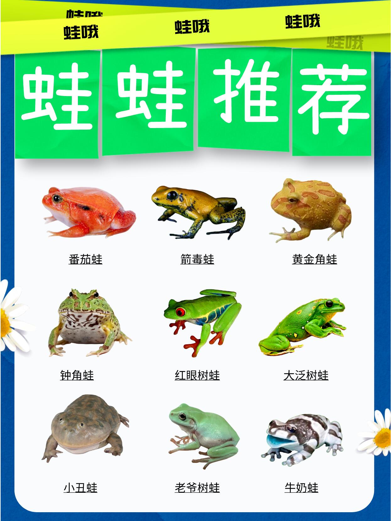 青蛙王子驾到~~你的梦中情蛙都在这里喽7873 没想到吧,家人们