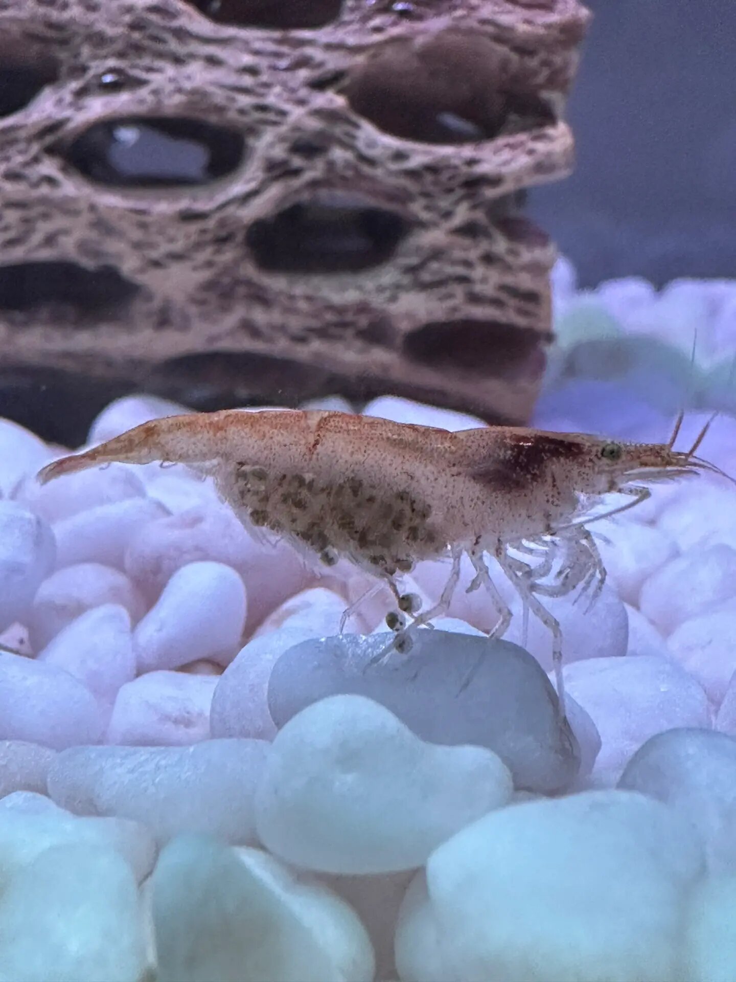 黑壳虾抱卵多久能生