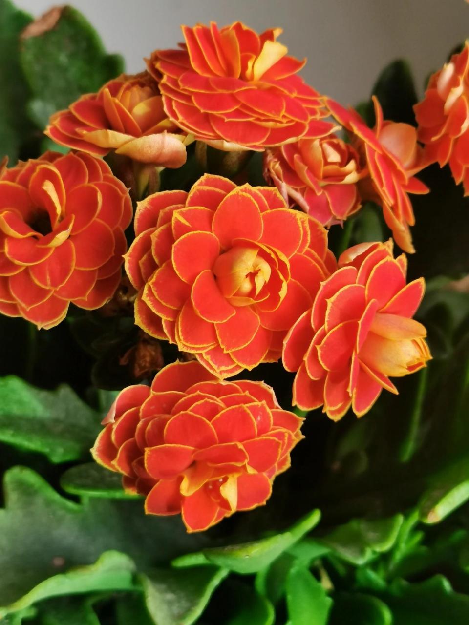 金狐狸—长寿花 金狐狸——网红长寿花,但凡入坑的应该人手一盆吧!