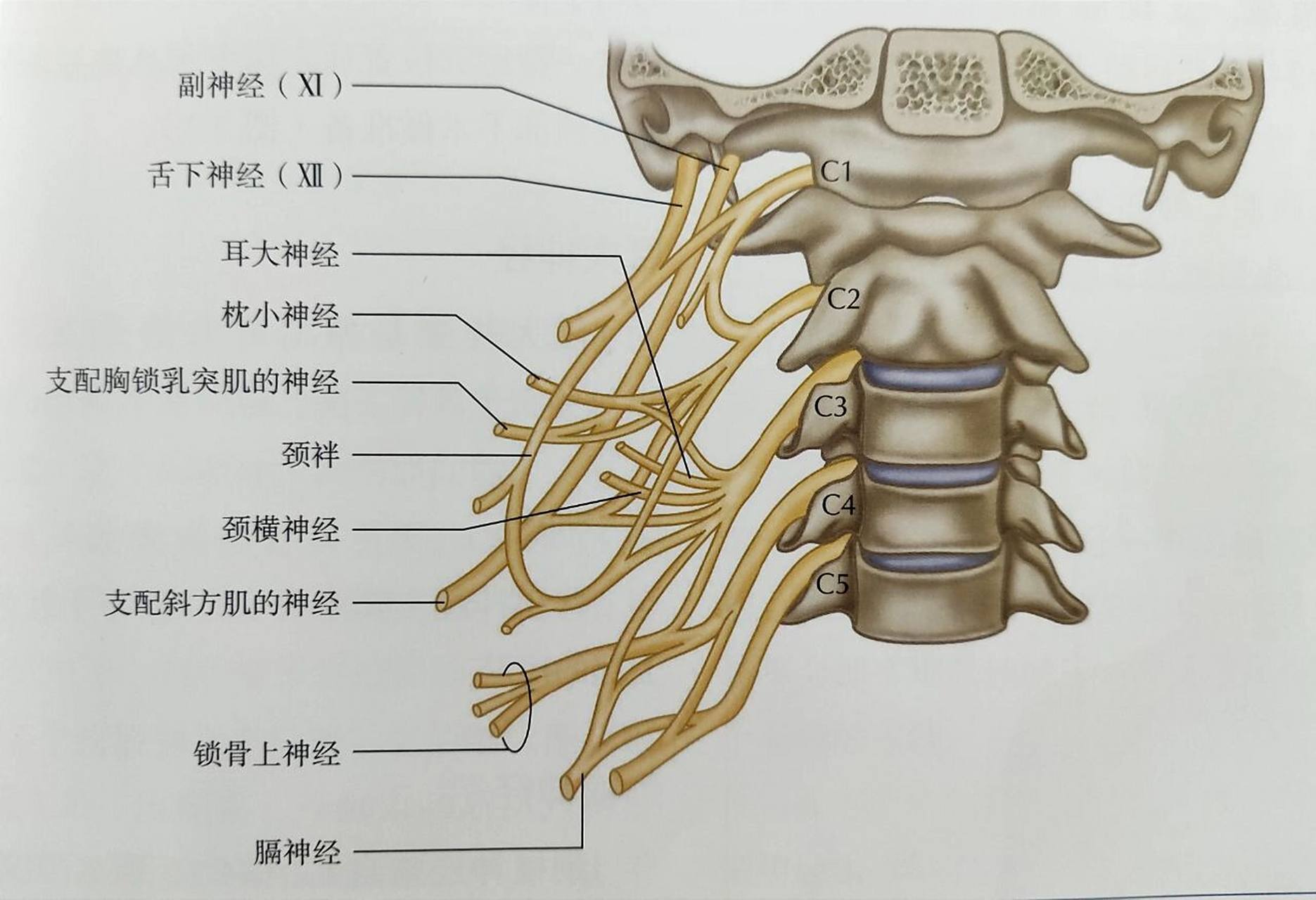 颈丛和臂丛的解剖和功能 颈丛 颈丛是一个神经网络,由c1～c4颈神经的