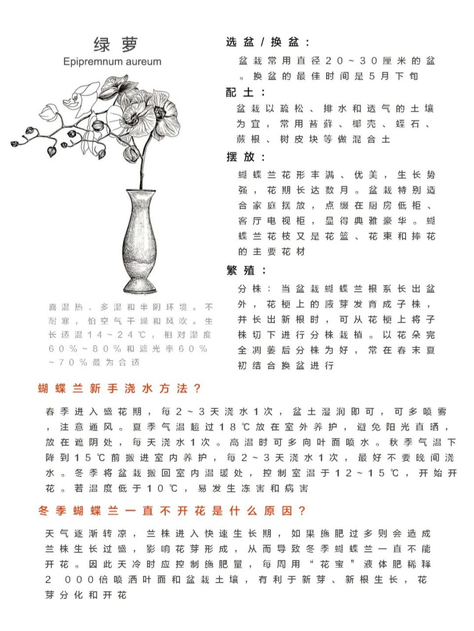 蝴蝶兰虽然好看,但是养护成本特别大,在自然界由小苗至开花约需要3-4