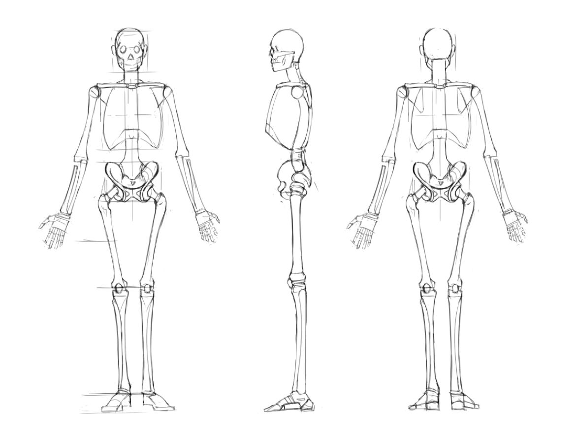 男性骨骼三视图 2022/4/21 素材来自《游戏动漫人体结构手绘造型结构