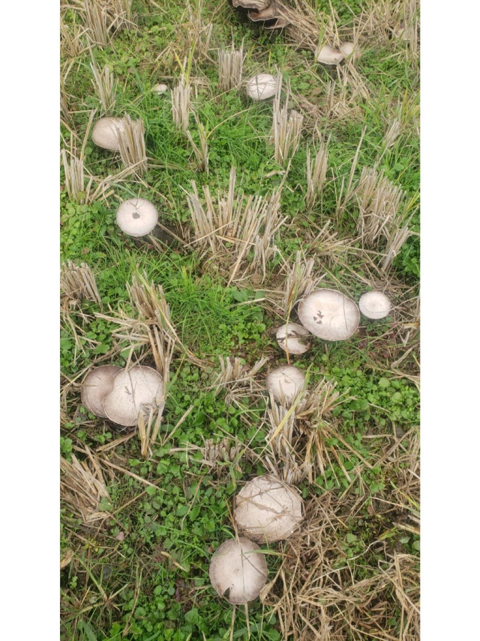 2022/12/3日,长沙北山镇田里的野生蘑菇圈  ,四孢菇,已老,坐标北山镇