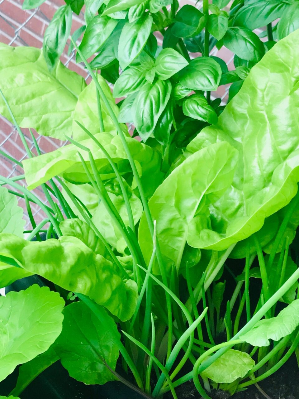 颜值太高的蔬菜 莙荙菜(beta vulgaris subsp.