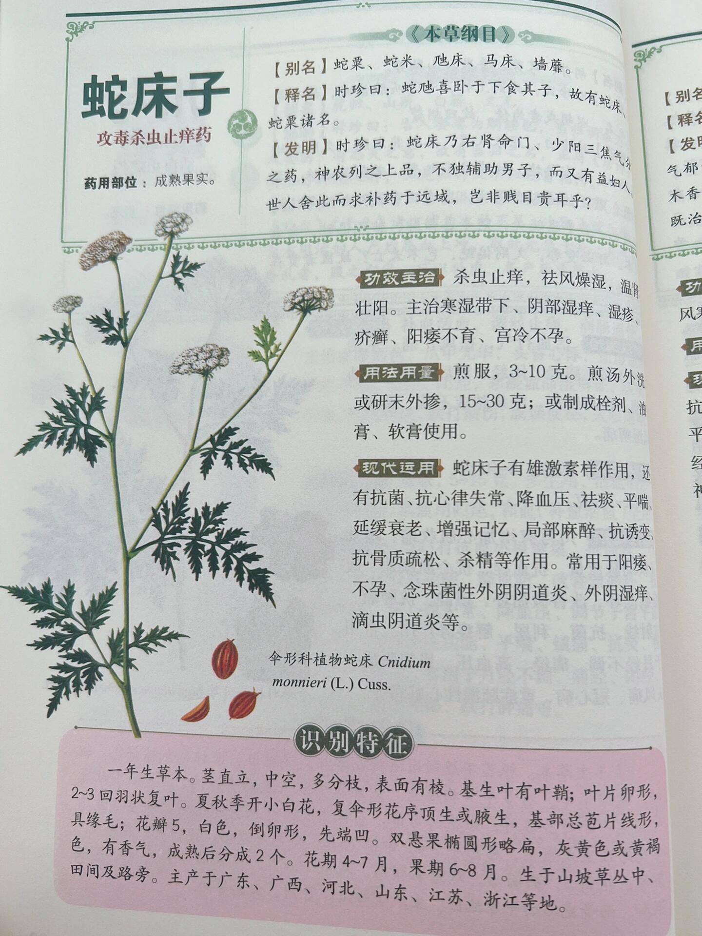 中药蛇床子