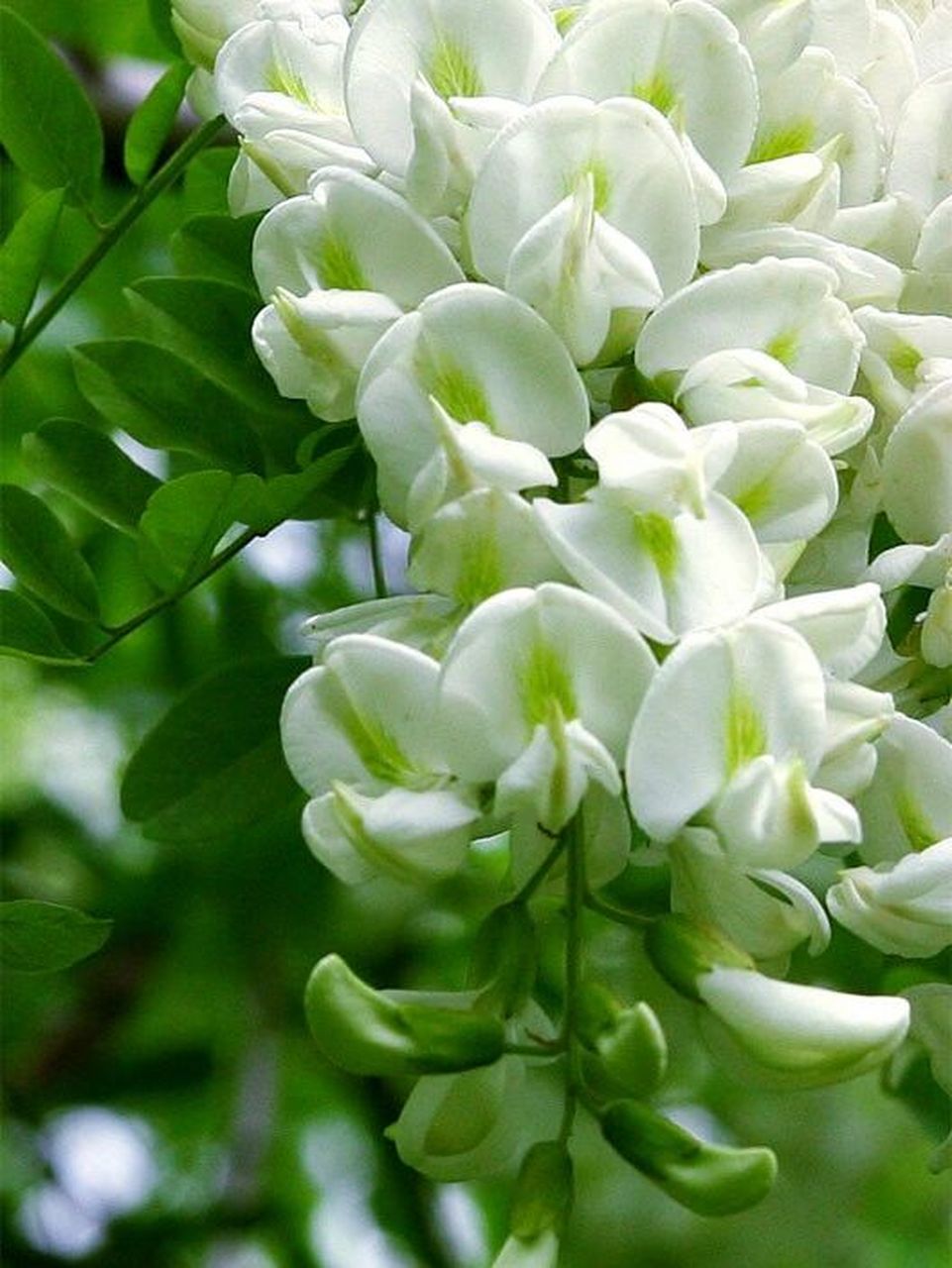 槐花内含有一种属 媒染性的色素芸香甙,可以与很多种媒染剂发生作用