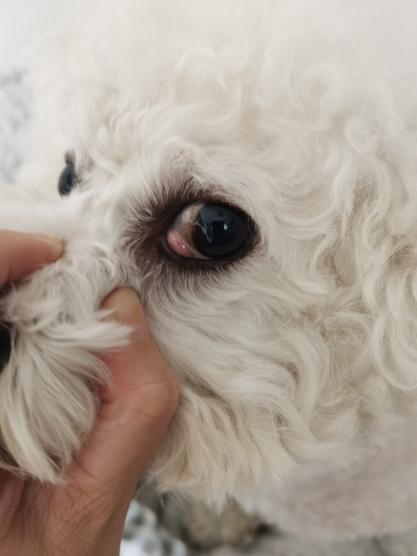 记录狗子第三眼睑增生治疗(上) 2020.10.